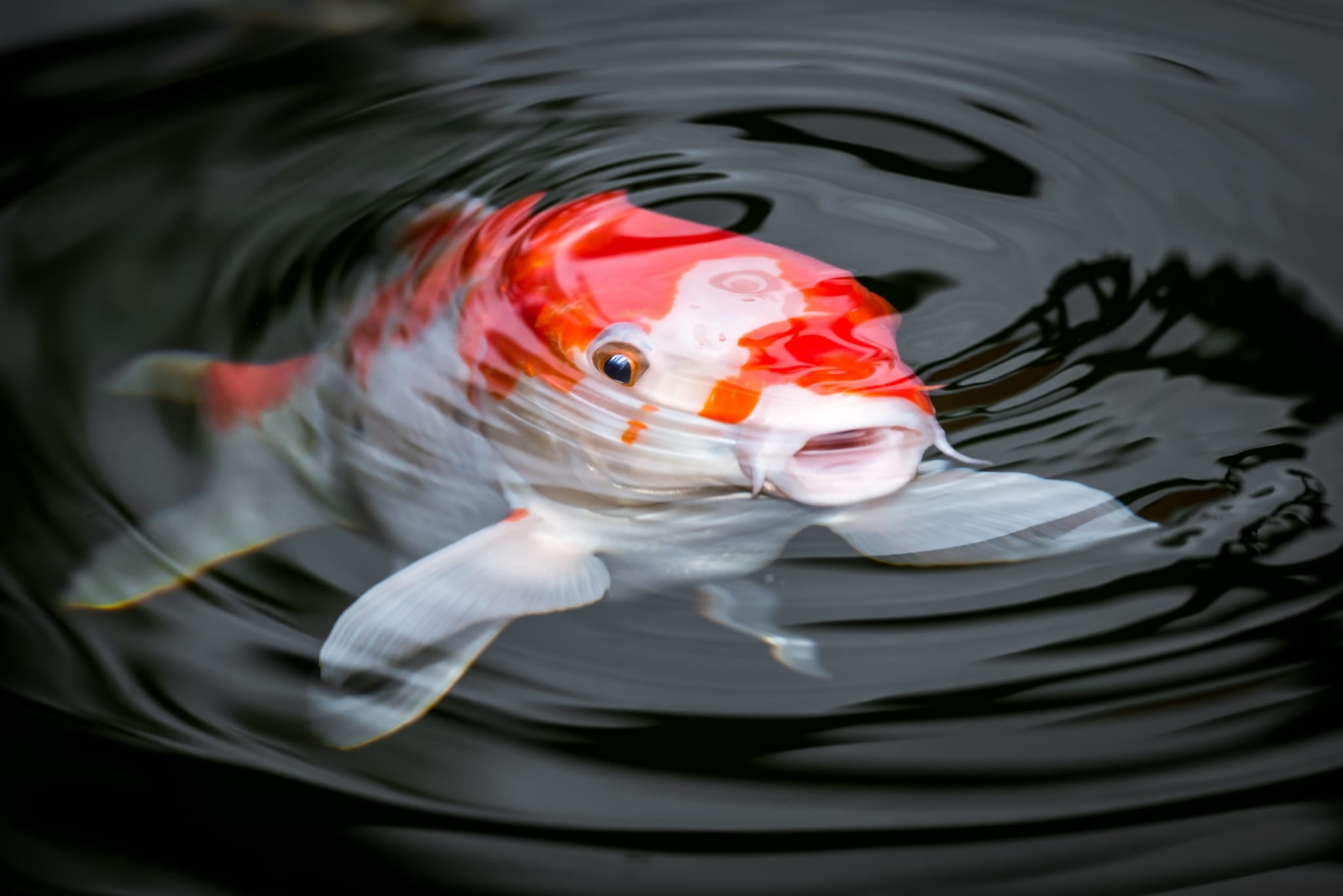 koi pond sketch