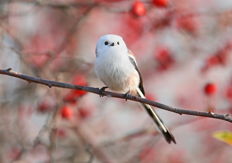 Estos tiernos pájaros de Japón parecen pequeñas bolas de algodón
