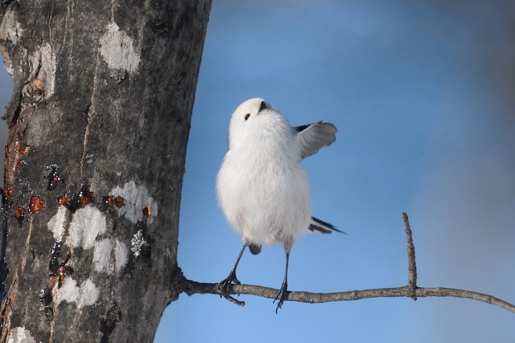 Long Tailed Tit in Hokkaido Perched on a Tree