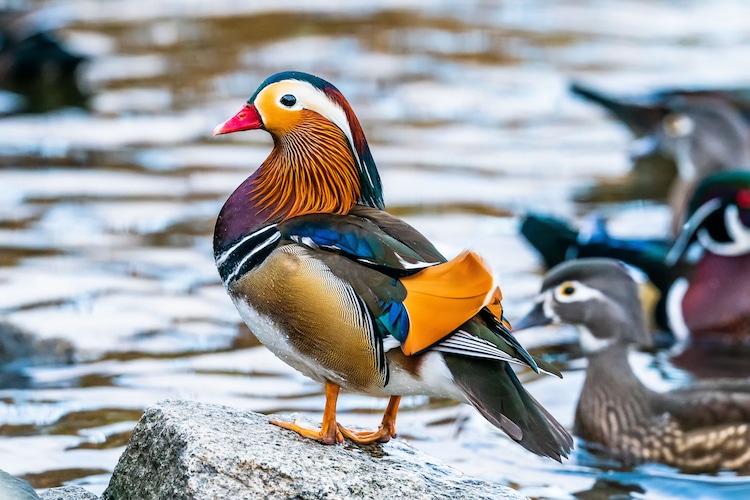 Un Hermoso Pato Mandarin Hace Su Aparicion Anual En Canada