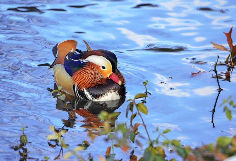 Hot Duck Swimming in Central Park