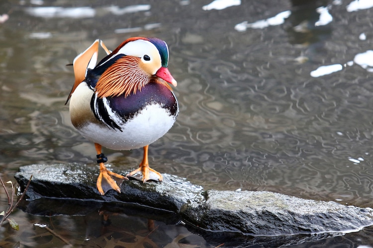 Un Hermoso Pato Mandarin Hace Su Aparicion Anual En Canada