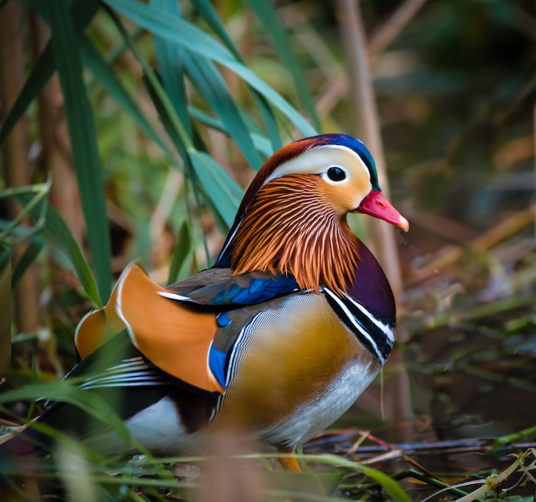 Beautiful Mandarin Duck Makes His Yearly Appearance In British Columbia