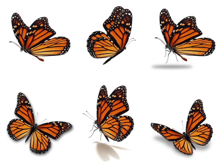 Monarch Butterfly Clipart Illustrated - Scientific Drawing Monarch Butterfly  Transparent PNG - 640x480 - Free Download on NicePNG