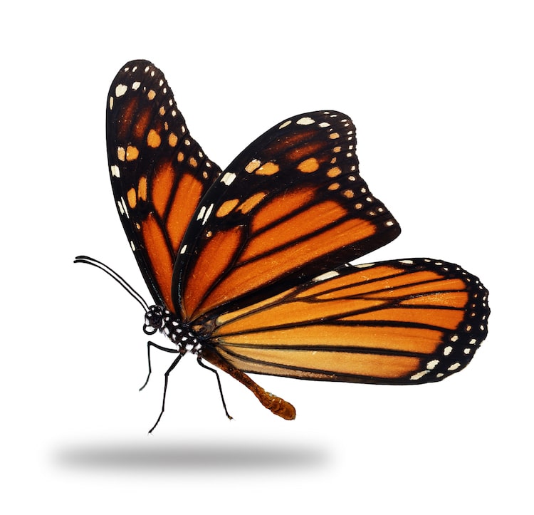 Photographs of Monarch Butterflies