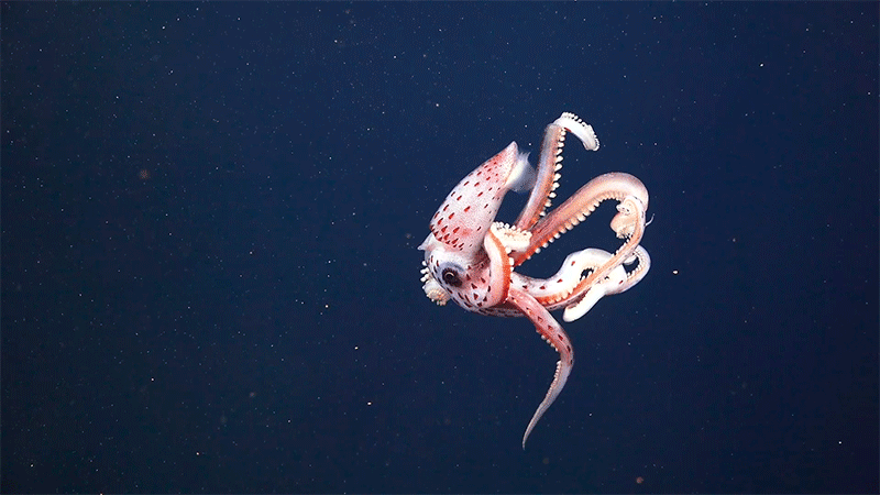 Deep Sea Creature in the Ningaloo Canyons