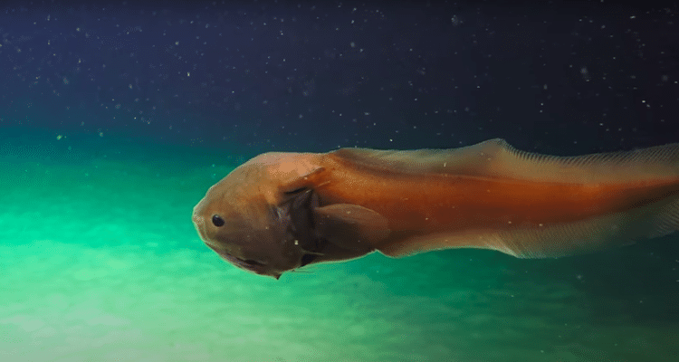 Bony-eared assfish in the deep sea