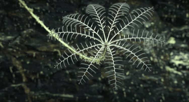 Findings from the Schmidt Ocean Institute Ningaloo Canyons Expedition