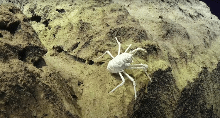 White squat lobster in the Ningaloo Canyons