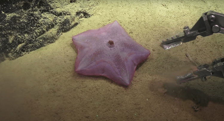 Findings from the Schmidt Ocean Institute Ningaloo Canyons Expedition