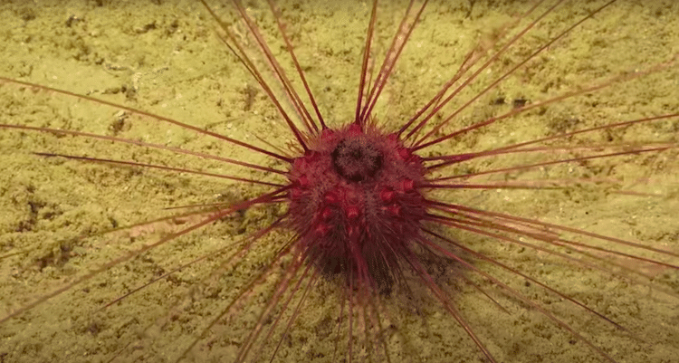 Deep Sea Creature in the Ningaloo Canyons