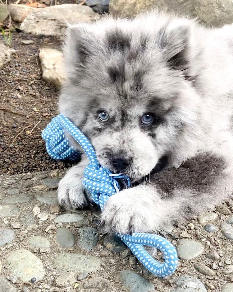 Meet Chief, the Chow Puppy Who Looks Like Oreo Ice Cream