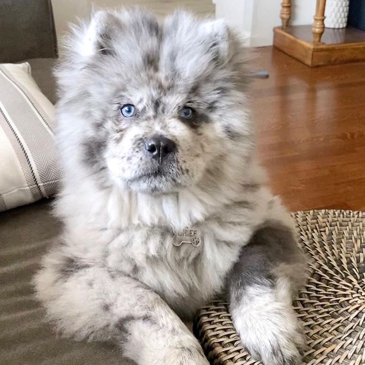 cachorro chow chow Oreo Cloud