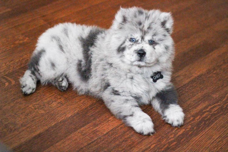 Blue merle chow clearance chow