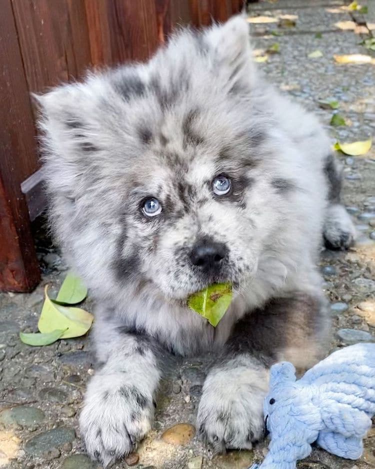 perro chow chow Oreo Cloud