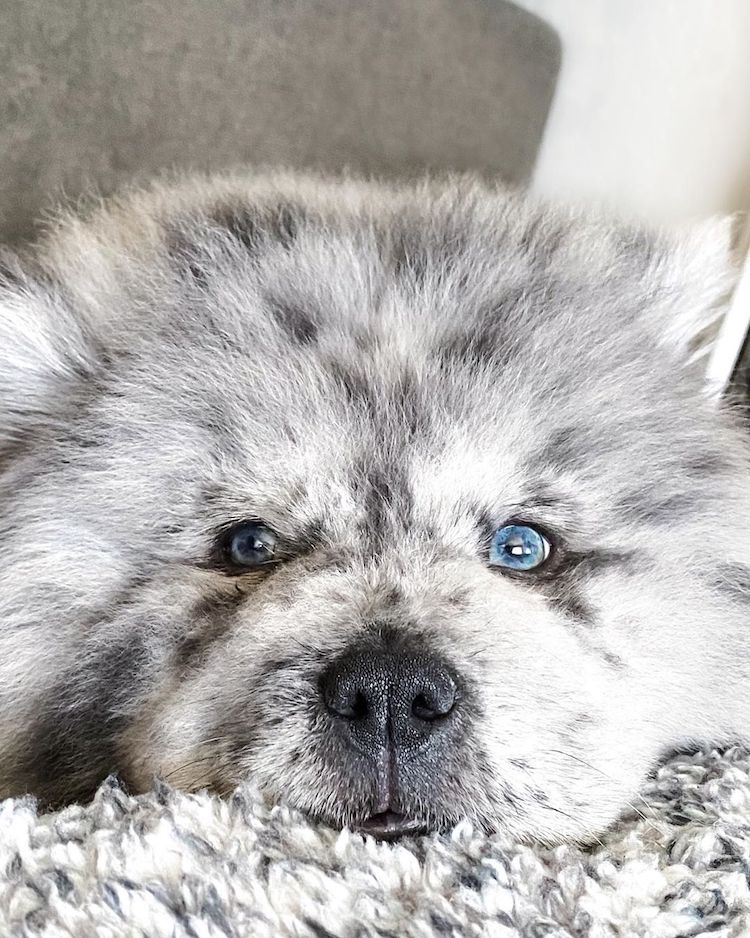 Meet Chief, the Chow Puppy Who Looks Like Oreo Ice Cream