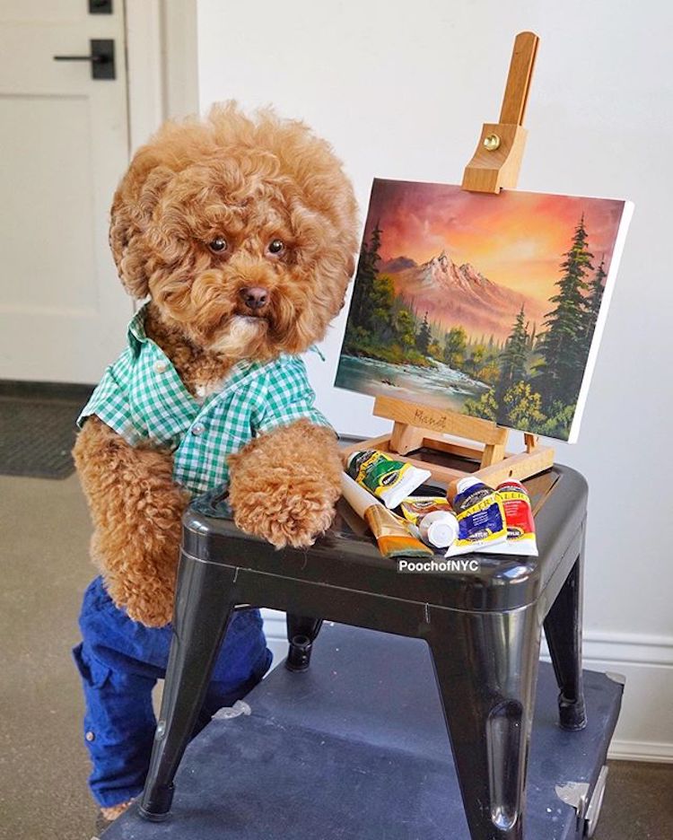 Perro disfrazado de Bob Ross