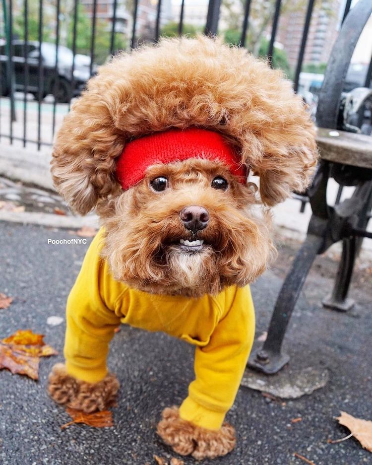 Funny Dog Outfits