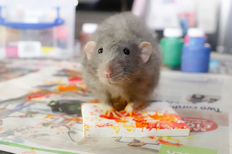 Rat Art by Toogoods Tiny Paws