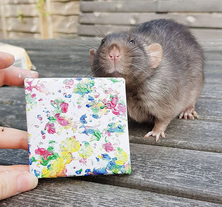 Rata pintando una obra de arte