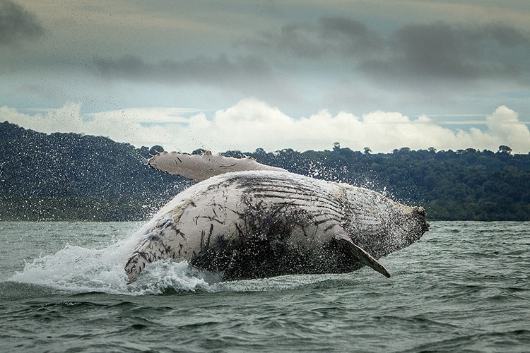 ballena jorobada en el mar