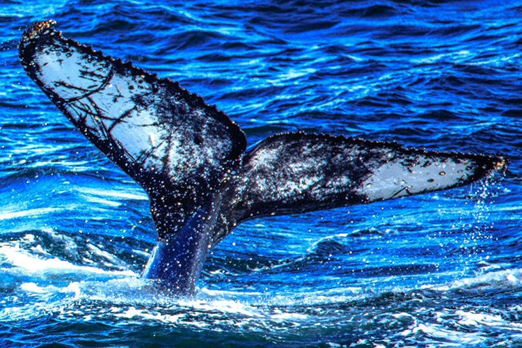 cola de ballena saliendo del agua