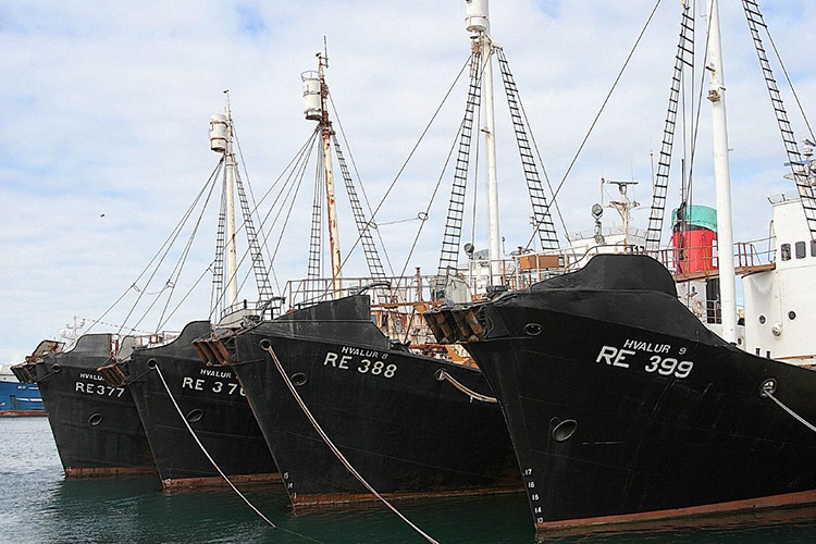 The Hvlaur hf Whaling Fleet in the Harbor