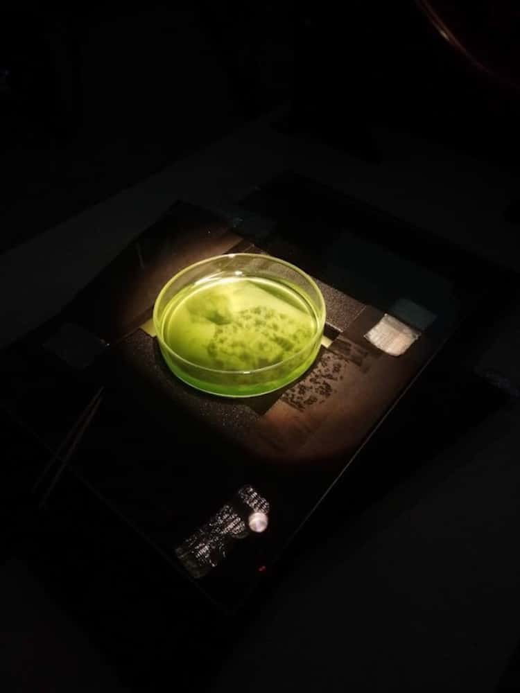 Petri Dish with Algae Under a Photo Enlarger