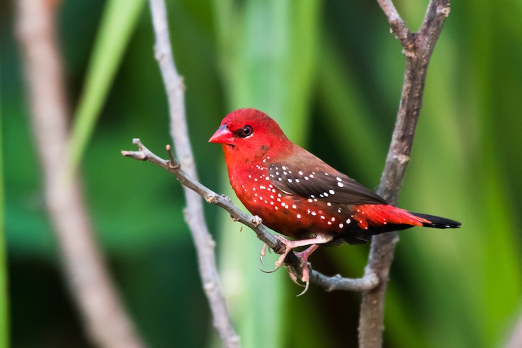Red Avadavat Perched on a Branch