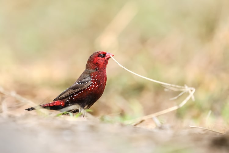 Male Amandava amandava