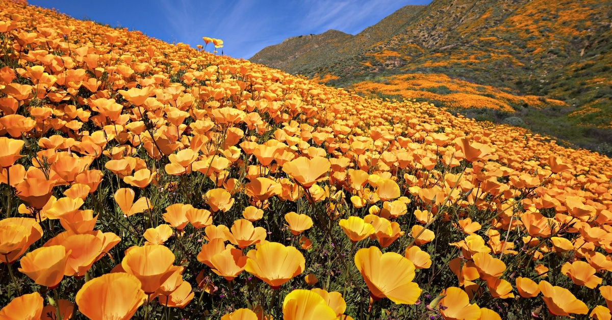 NASA Shows California Poppies in Bloom with Photo Captured from Space