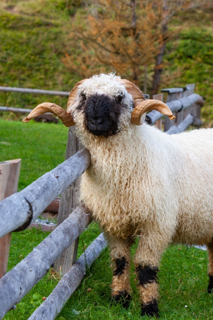 These Adorable Swiss Sheep Makes Wonderful Pets