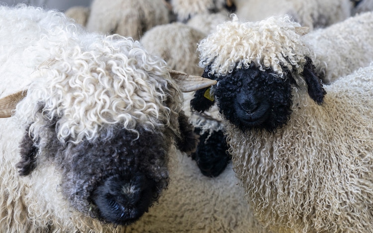 Cute Valais Blacknose Sheep