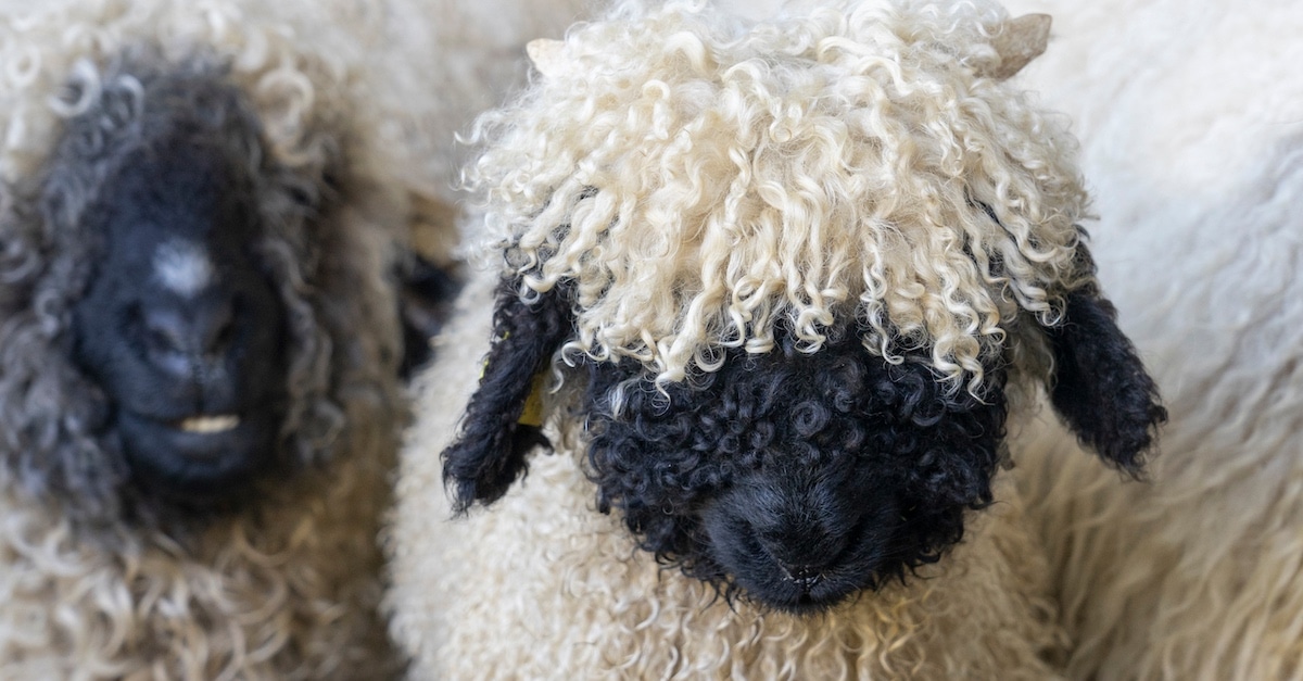 404 error page deisgn example #260: Switzerland Has the Most Adorably Fluffy Sheep in the World