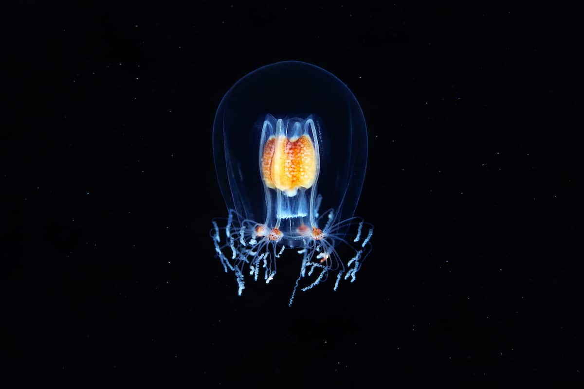 Hydrozoan Jellyfish by Alexander Semenov