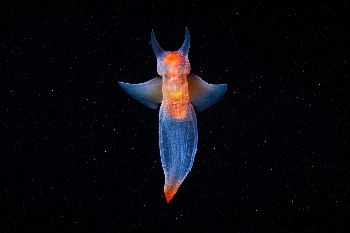 Underwater Marine Life by Alexander Semenov