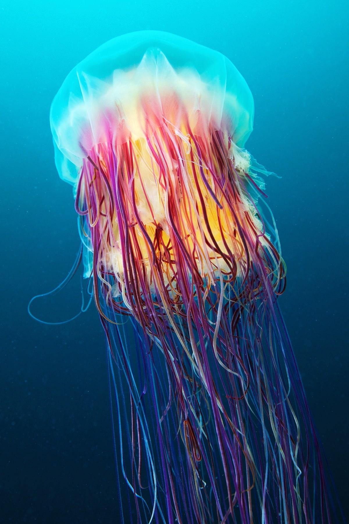 Lion's Mane Jellyfish by Alexander Semenov