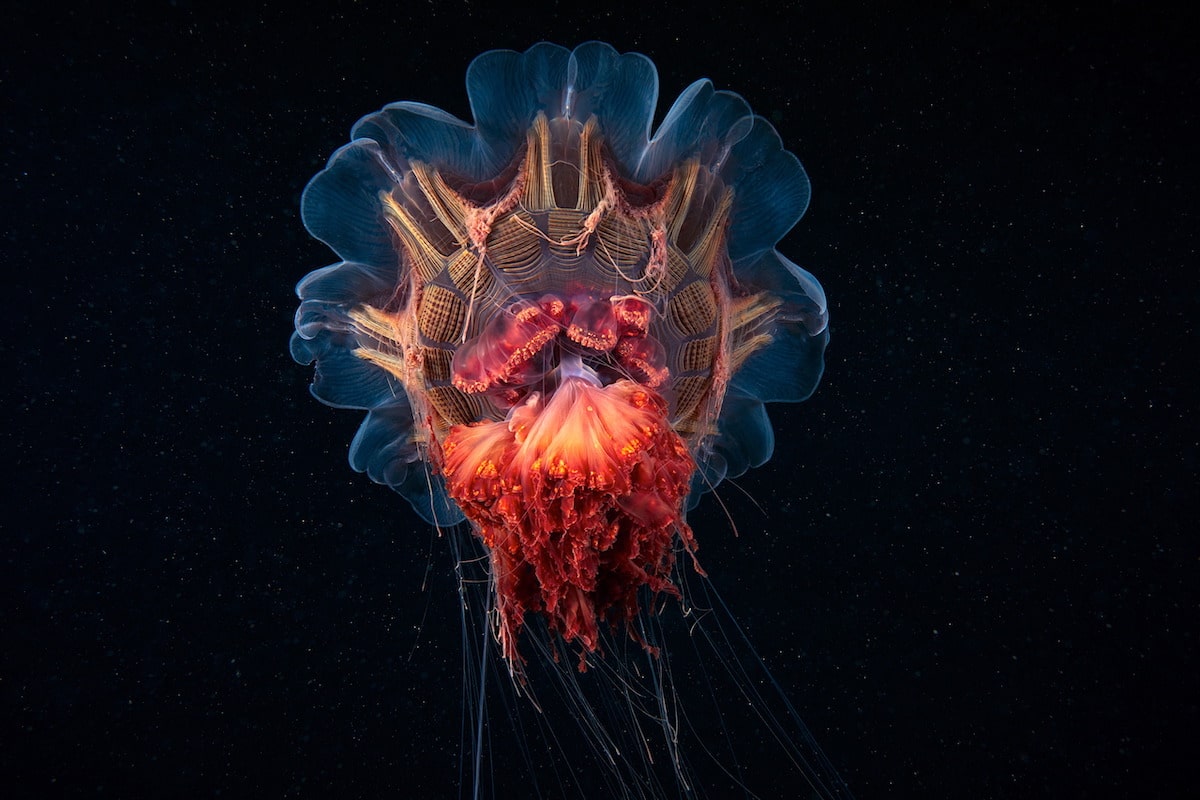 Lion's Mane Jellyfish by Alexander Semenov