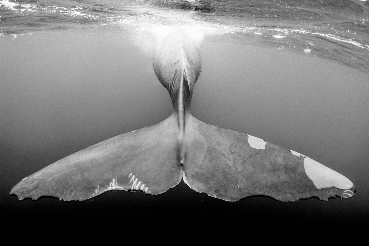 Whale Underwater in Black and White