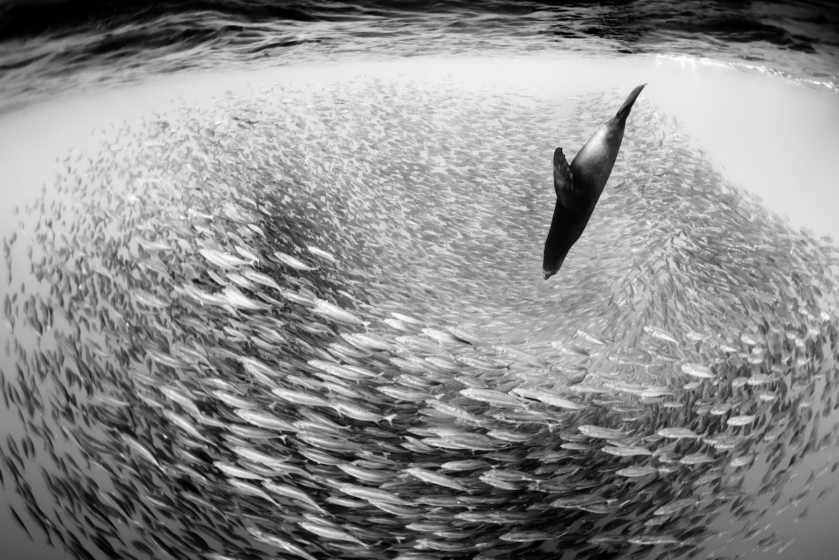 Fish Underwater by Christian Vizl