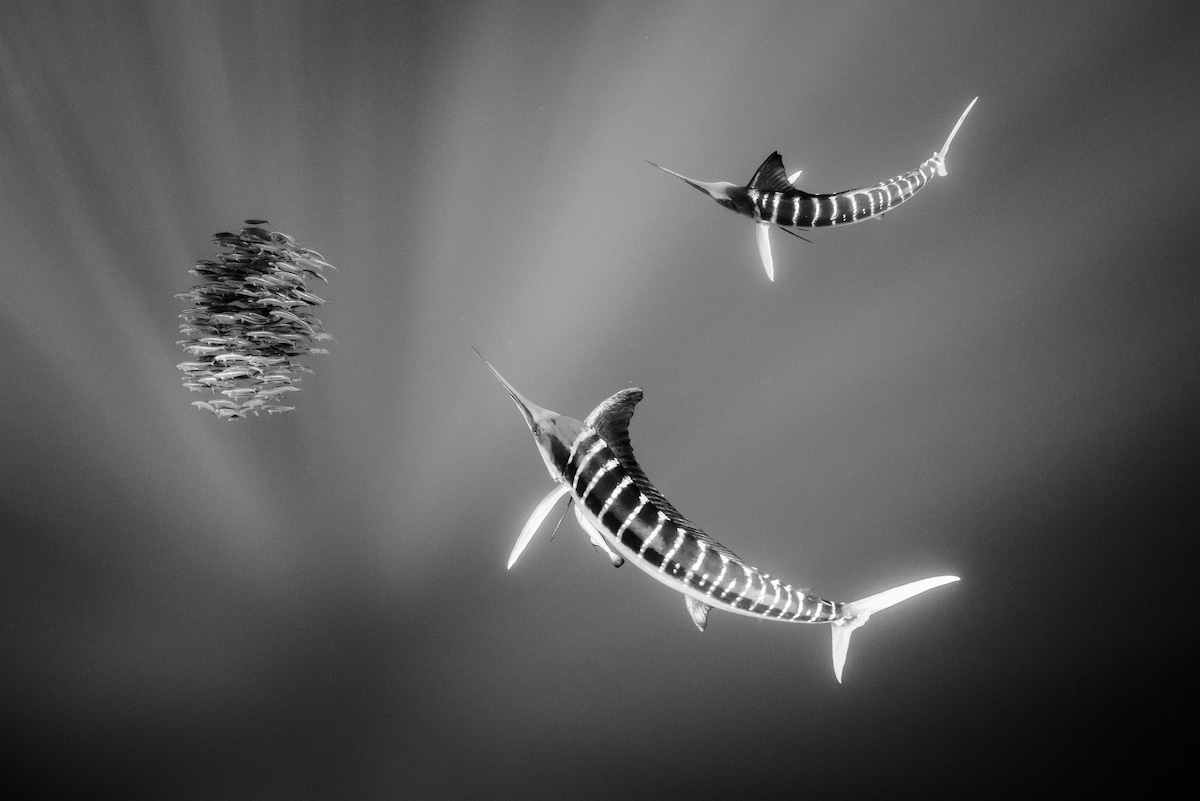Fotografía submarina en blanco y negro