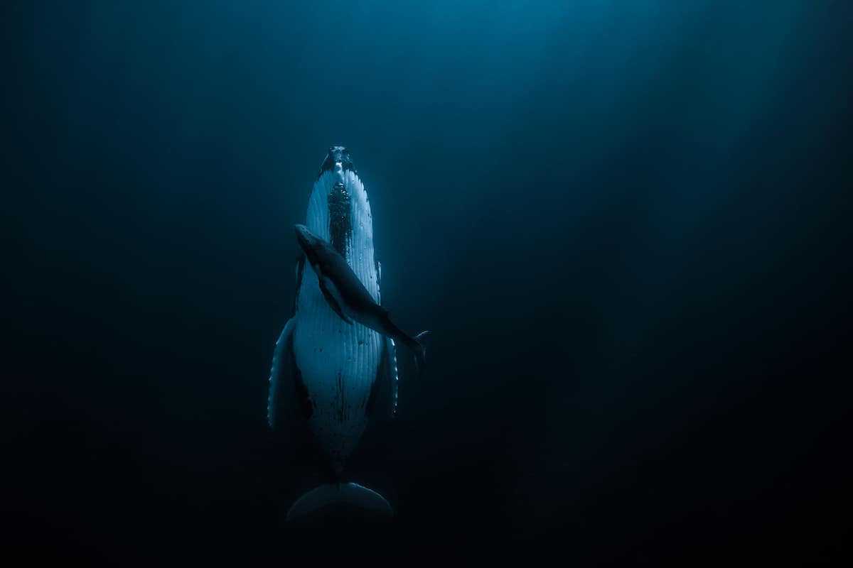 Ballenas bajo el agua