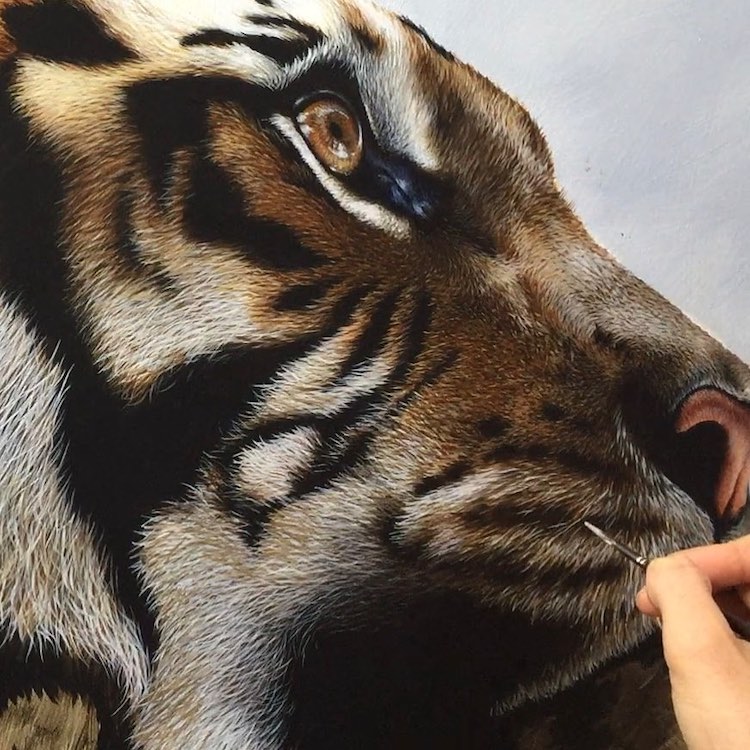 Animal Paintings by Carla Grace