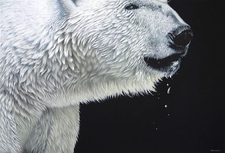 Animal Paintings by Carla Grace