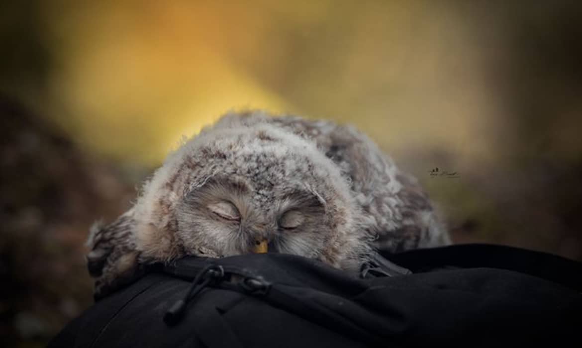 night owl sleep study cost