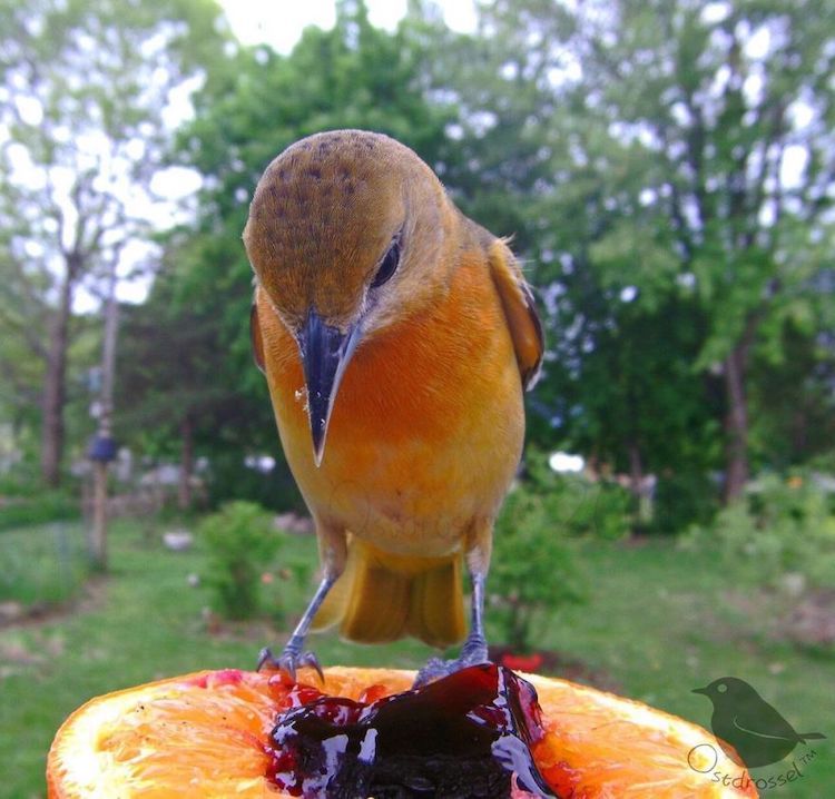 Backyard Bird Feeder Cam by Ostdrossel