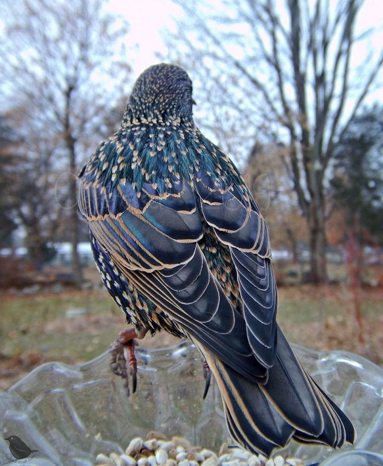 Fotos de pájaros tomadas desde un comedero para aves por Ostdrossel