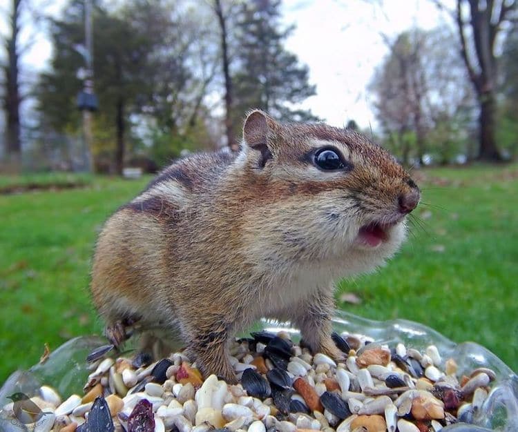 Foto de una ardilla comiendo por Ostdrossel