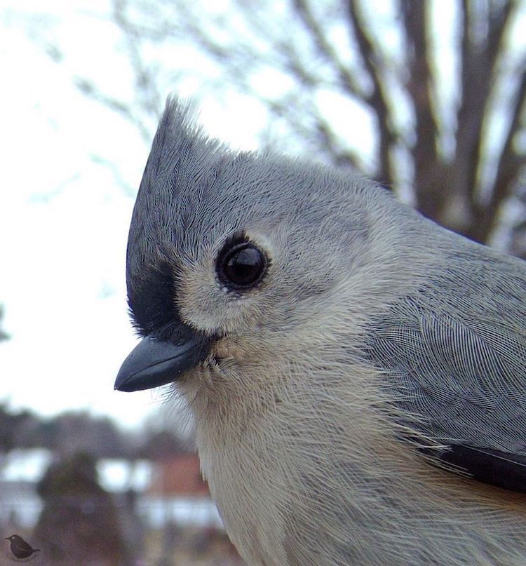 Fotos de pájaros tomadas desde un comedero para aves por Ostdrossel
