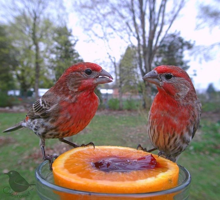 Backyard Bird Feeder Cam by Ostdrossel